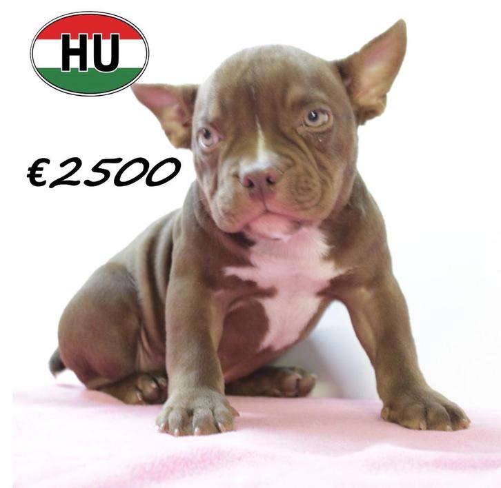 Exotic Bully (teefjes) pups te koop, Dieren en Toebehoren, Honden | Chihuahua's en Gezelschapshonden, Teef, Overige rassen, Handelaar