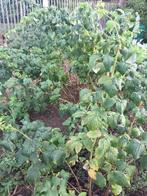 Framboosplanten sterk kleinfruit nu plantmoment, Tuin en Terras, Ophalen of Verzenden
