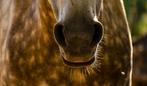 Paard gezocht om bij ons te stallen obv halve stal, Dieren en Toebehoren, Paarden, Ruin