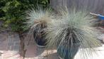 twee Festuca glauca 'Blaufuchs' in twee stenen potten, Tuin en Terras, Volle zon, Vaste plant, Siergrassen, Ophalen of Verzenden
