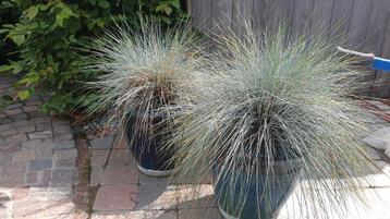 twee Festuca glauca 'Blaufuchs' in twee stenen potten  beschikbaar voor biedingen