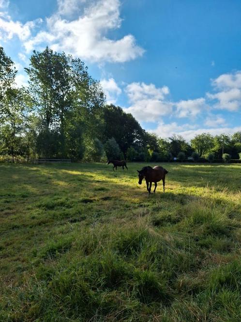 Gezocht: springles met lespaard, Dieren en Toebehoren, Stalling en Weidegang