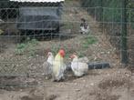 Mooie trio cochin krielen, Dieren en Toebehoren, Meerdere dieren, Kip