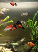 Guppy mannetjes, Dieren en Toebehoren, Vissen | Aquariumvissen