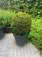 3 Buxus, Jardin & Terrasse, Plantes | Arbustes & Haies, Moins de 100 cm, Enlèvement, Buis, Arbuste