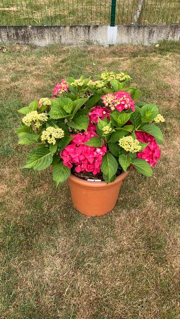 Hortensia beschikbaar voor biedingen