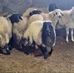 Gratis schapen moet dringend weg !, Animaux & Accessoires, Moutons, Chèvres & Cochons