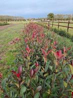 Photinia ' red robin' - glansmispel, Tuin en Terras, Planten | Struiken en Hagen, Ophalen, Haag