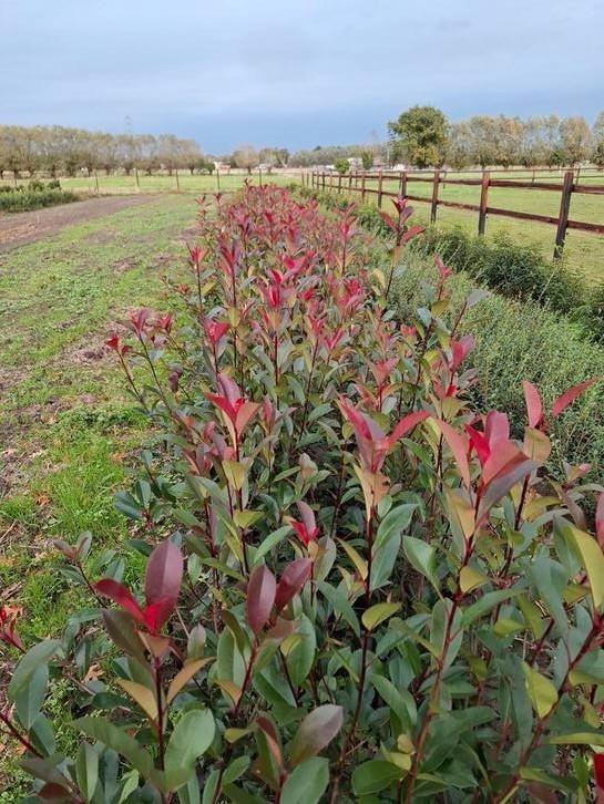 Photinia ' red robin' - glansmispel, Tuin en Terras, Planten | Struiken en Hagen, Haag, Ophalen