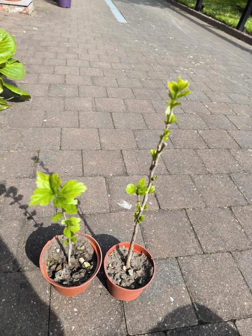 Hibiscus, Jardin & Terrasse, Plantes | Jardin, Plante fixe, Autres espèces, Plein soleil, Été, Enlèvement