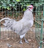 British lavender araucana haantjes, Dieren en Toebehoren, Mannelijk, Kip