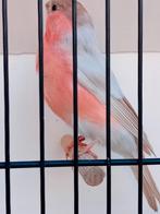 Goudvinken Bruinpastel, Dieren en Toebehoren