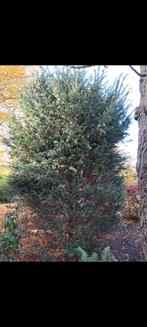 Taxus - 2 stuks, Tuin en Terras, Ophalen, Taxus