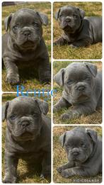 Prachtig blauw reutje franse bulldog pups, Dieren en Toebehoren, Honden | Bulldogs, Pinschers en Molossers, België, Fokker | Hobbymatig