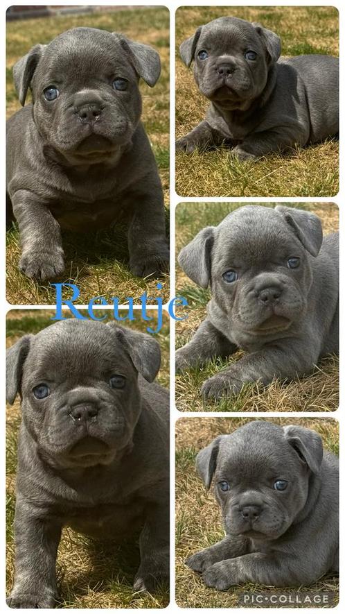 Prachtig blauw reutje franse bulldog pups, Dieren en Toebehoren, Honden | Bulldogs, Pinschers en Molossers, Reu, Bulldog, Fokker | Hobbymatig