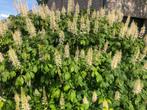 Aesculus parviflora, Vaste plant, Halfschaduw, Zomer, Ophalen