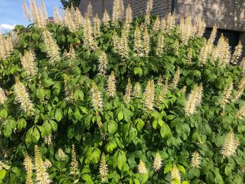 Aesculus parviflora  beschikbaar voor biedingen