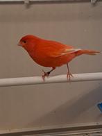 rode kanartie, Dieren en Toebehoren, Vogels | Kanaries, Mannelijk, Kleurkanarie