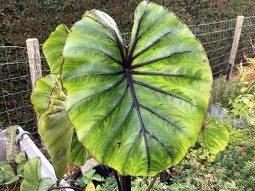 Vaste planten beschikbaar voor biedingen
