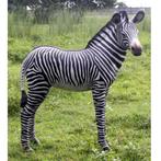 Zebra Veulen beeld - Hoogte 110 cm
