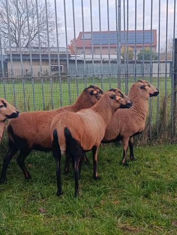  Enkele Barbados black belly schapen (ooien ) beschikbaar voor biedingen