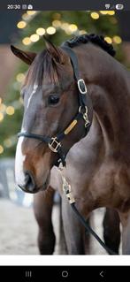 Eyecatcher Count on me z x Elvis x Nonstop, Dieren en Toebehoren, Paarden, Springpaard, Gechipt, 0 tot 2 jaar, Hengst