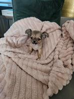 Mooi kleinblijvend langharig chihuahua reutje mama hier, België, Particulier, CDV (hondenziekte), 8 tot 15 weken