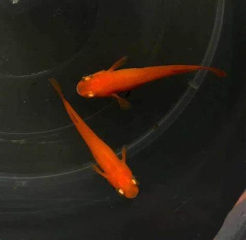 Medaka Red King, Dieren en Toebehoren, Vissen | Aquariumvissen
