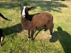 Zwartbles ram, Dieren en Toebehoren, Schapen, Geiten en Varkens, Mannelijk, Schaap, 0 tot 2 jaar