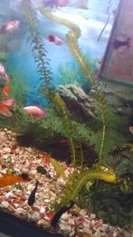 Zuurstofplant en andere aquarium planten., Dieren en Toebehoren, Ophalen, Nieuw, Plant(en), Steen of Hout