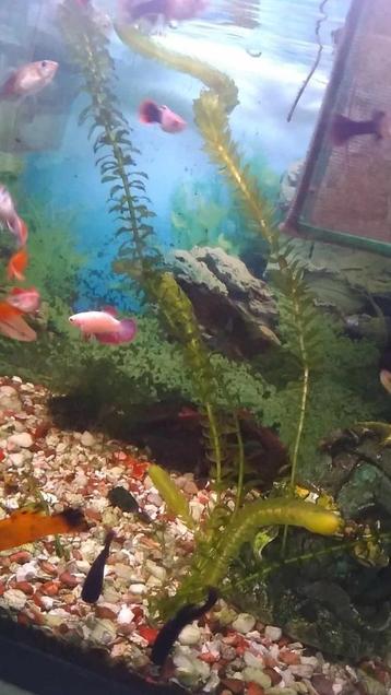 Zuurstofplant en andere aquarium planten. beschikbaar voor biedingen