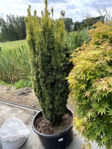 slank blijvende speciale taxus beschikbaar voor biedingen