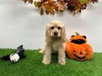 Amerikaanse Cocker Spaniël pups