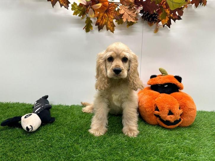 Amerikaanse Cocker Spaniël pups, Dieren en Toebehoren, Honden | Retrievers, Spaniëls en Waterhonden, Meerdere dieren, Spaniël