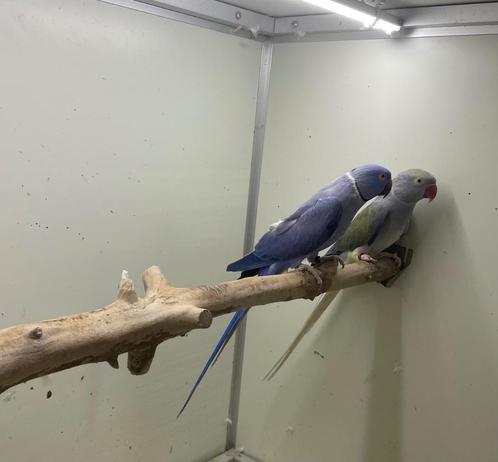 Opaline wkws halsbandparkiet / halsband parkiet kweekkoppel, Dieren en Toebehoren, Vogels | Parkieten en Papegaaien, Parkiet, Meerdere dieren