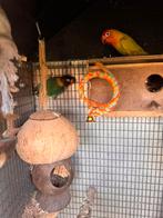 Koppel dwergpapegaaitjes