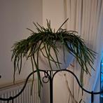 Grote plant, Huis en Inrichting, Ophalen