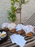 Scoby + startervloeistof om zelf kombucha te maken, Ophalen