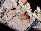 isopods cubaris salmon martinique, Overige soorten