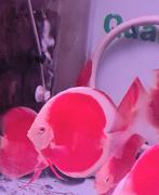 Discus albino red cover white rim and red scarlet discus, Dieren en Toebehoren, Vis, Zoetwatervis, Schoolvis