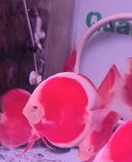 Discus albino red cover white rim and red scarlet discus, Vis, Zoetwatervis, Schoolvis