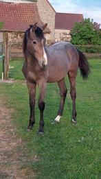 🔥Knappe jaarling🔥, Springpaard, Gechipt, Niet van toepassing, 0 tot 2 jaar