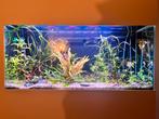 Compleet aquarium 220L incl. filter, verlichting, verwarming, Dieren en Toebehoren, Ophalen, Gevuld zoetwateraquarium