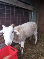 Wiltshire horn, Dieren en Toebehoren