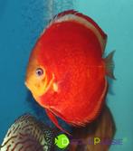 ++TOPKWALITEIT DISCUS++ Piwowarski Weissflog Stocker discus, Animaux & Accessoires, Poissons | Poissons d'aquarium, Poisson, Poisson d'eau douce