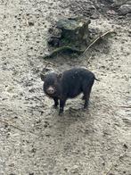 Göttinger biggetje, Dieren en Toebehoren, Schapen, Geiten en Varkens, Mannelijk, Varken, 0 tot 2 jaar