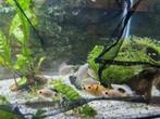 Balloon molly 10-stuks, Dieren en Toebehoren, Vissen | Aquariumvissen, Vis, Zoetwatervis, Schoolvis