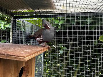 Œufs à incuber de caille de montagne 