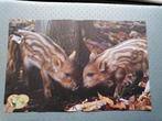 Posters met dieren, Ophalen of Verzenden, Gebruikt