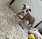 Leuke Amerikaanse Stafford pups, Dieren en Toebehoren, België, Jack Russell Terriër, CDV (hondenziekte), 8 tot 15 weken